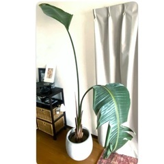 観葉植物　オーガスタ　約190cm