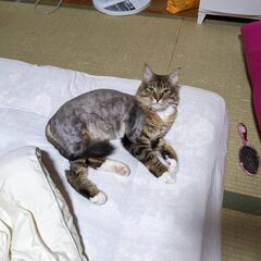 仲良し親子の長毛オス猫
