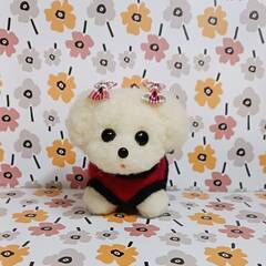 あしあと服着た可愛いマルチーズ　　羊毛