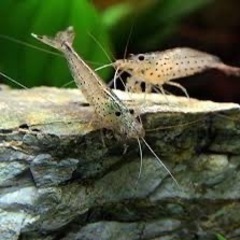 ヤマトヌマエビ10匹