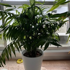 【決まりました】テーブルヤシの画像