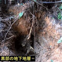 黒部産・超粘り！赤土粘土の典型的天然自然薯 260mm ≒580gの画像