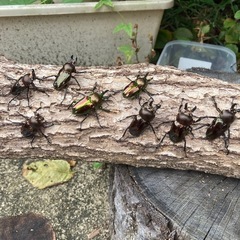 小型ニジイロクワガタ