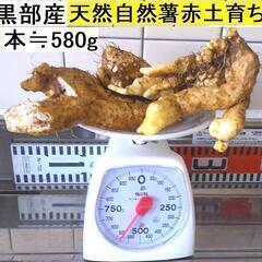 黒部産・超粘り！赤土粘土の典型的天然自然薯 260mm ≒580g