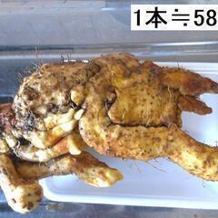 黒部産・超粘り！赤土粘土の典型的天然自然薯 260mm ≒580gの画像