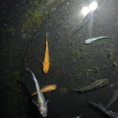 メダカ種類、サイズバラバラです。の画像