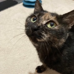 甘えん坊のサビ猫の女の子