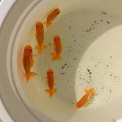 ランチュウ当才魚５匹の画像