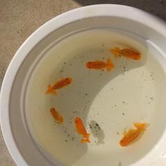 ランチュウ当才魚５匹の画像