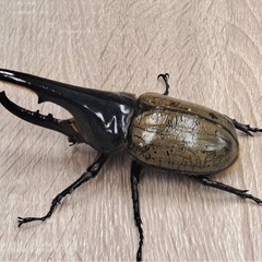 DHヘラクレス　ペア②