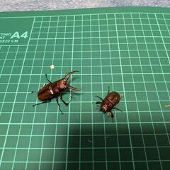 オキノエラブナコギリクワガタペア