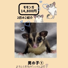 【🍑モモンガ 🍑】🍀14,800円🍀9月脱のう　