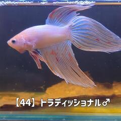 【44】ベールテールベタ アルマゲドン ♂