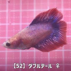【52】ダブルテールベタ ♀