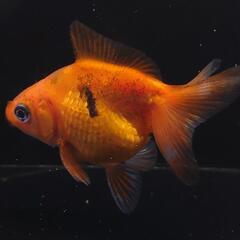 🐟️当養魚場産🐟️　💕ショートテール琉金　赤💕可愛いサイズ💕№2