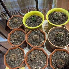 小さなサボテン🌵