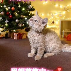 里親募集中！生後4ヶ月セルカークレックス♂(⋈◍＞◡＜◍)。✧♡