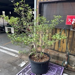 金木犀(キンモクセイ)の画像