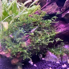 ミナミヌマエビの画像