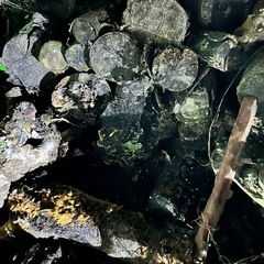 広葉樹　玉切　丸太　薪