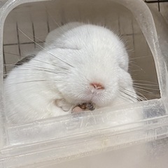 【人慣れ◎ 眠た顔くん】チンチラ ウィルソンホワイト アンゴラキ...