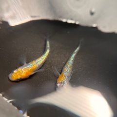 メダカ　　大輝の画像