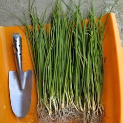 玉ねぎ苗　100本　もみじ3号