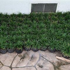 龍の髭  玉竜  一鉢  10株以上入りの画像