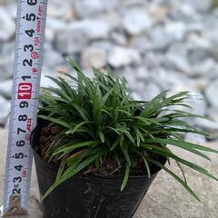 龍の髭  玉竜  一鉢  10株以上入りの画像