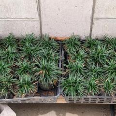 龍の髭  玉竜  一鉢  10株以上入りの画像