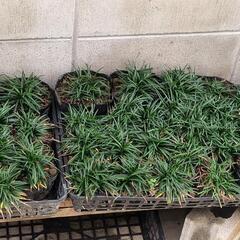 龍の髭  玉竜  一鉢  10株以上入りの画像