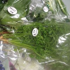 新鮮野菜コーナー11月16日の品出し予定です。