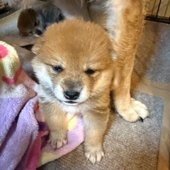 大切にしてくださる方 - 倉敷市