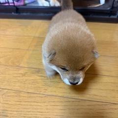 大切にしてくださる方 - 犬