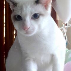 11月24日(日)💖🪐💖三鷹で猫の譲渡会💖🪐💖シャム系白猫の女の...