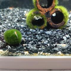 エビ（ピクシーシュリンプ）の画像