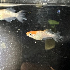 メダカ【ハイビスカス】　②ペア＋オス１　計５匹(メス２匹背曲がり有り)の画像