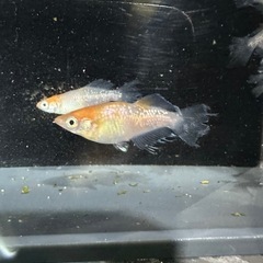 メダカ【ハイビスカス】　②ペア＋オス１　計５匹(メス２匹背曲がり有り)の画像