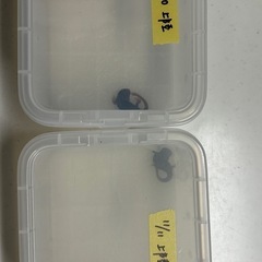 アメイロイボイモリ⭐︎幼体の画像