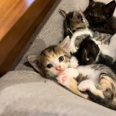 4匹の仔猫