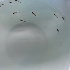 国産グッピーMIX　稚魚！　🤗　（決まりました！）
　 
