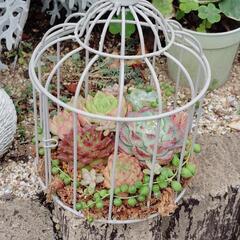 多肉のぱた屋　多肉植物販売の画像