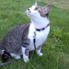 迷子　カギしっぽの猫キジシロ♂