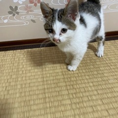 緊急！子猫を保護しましたので里親さん募集！サバトラの女の子