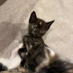🐈‍⬛