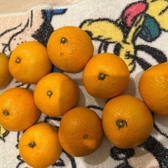 みかん