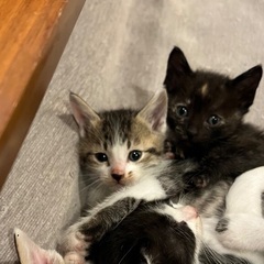 4匹の仔猫⑷家族に迎えてくれる方を探しています