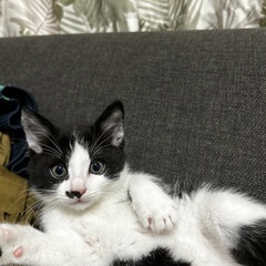 チャーミングな😍子猫のマロン君。