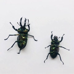 クワガタ各種ブリード品　余品お譲りしますの画像