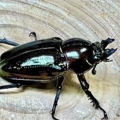 クワガタ各種ブリード品　余品お譲りしますの画像